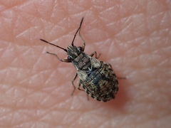 Nithecus jacobaeae