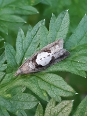 Epinotia brunnichana