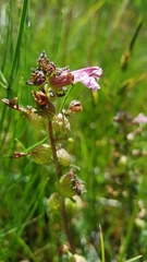 Pedicularis palustris