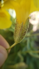 Erythranthe corallina