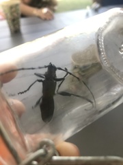 Aromia moschata moschata