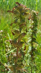 Pedicularis palustris