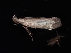Dichomeris inversella