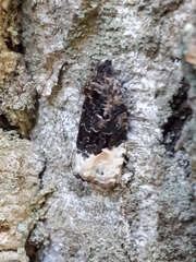 Apotomis betuletana