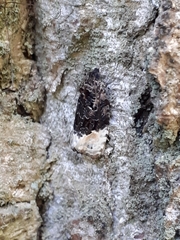 Apotomis betuletana