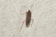 Elasmolomus squalidus