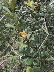 Exobasidium ferrugineae