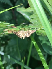Elophila icciusalis