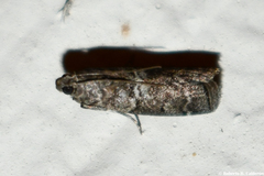 Sciota uvinella
