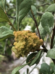 Exobasidium ferrugineae