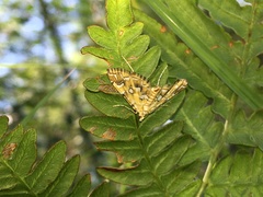 Elophila icciusalis