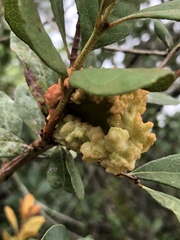 Exobasidium ferrugineae