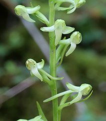 Platanthera minor