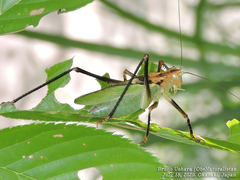 Tettigonia orientalis