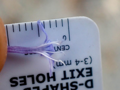 Eriastrum densifolium