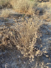 Eriastrum densifolium