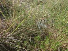 Palpares libelluloides