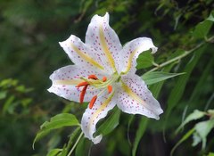 Lilium auratum