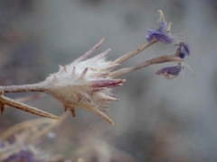 Eriastrum densifolium
