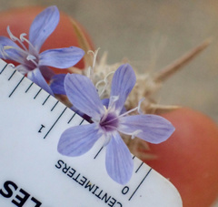 Eriastrum densifolium