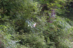 Lilium auratum