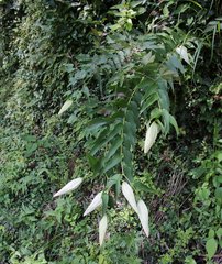 Lilium auratum
