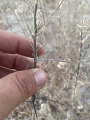 Eriastrum densifolium