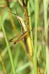 Mermiria intertexta
