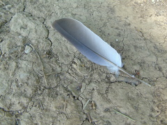 Streptopelia decaocto