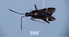 Pseudoxenetus regalis