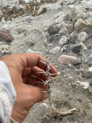 Eriastrum densifolium