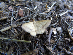 Isturgia arenacearia