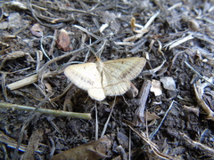 Isturgia arenacearia