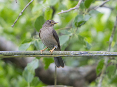 Turdus flavipes