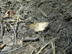 Isturgia arenacearia