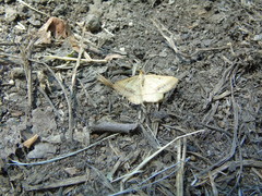 Isturgia arenacearia