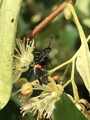Synanthedon myopaeformis