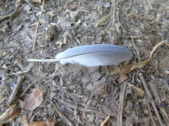 Streptopelia decaocto