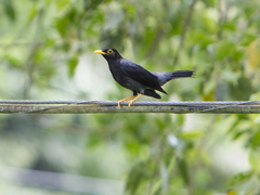 Turdus flavipes