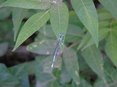 Platycnemis pennipes
