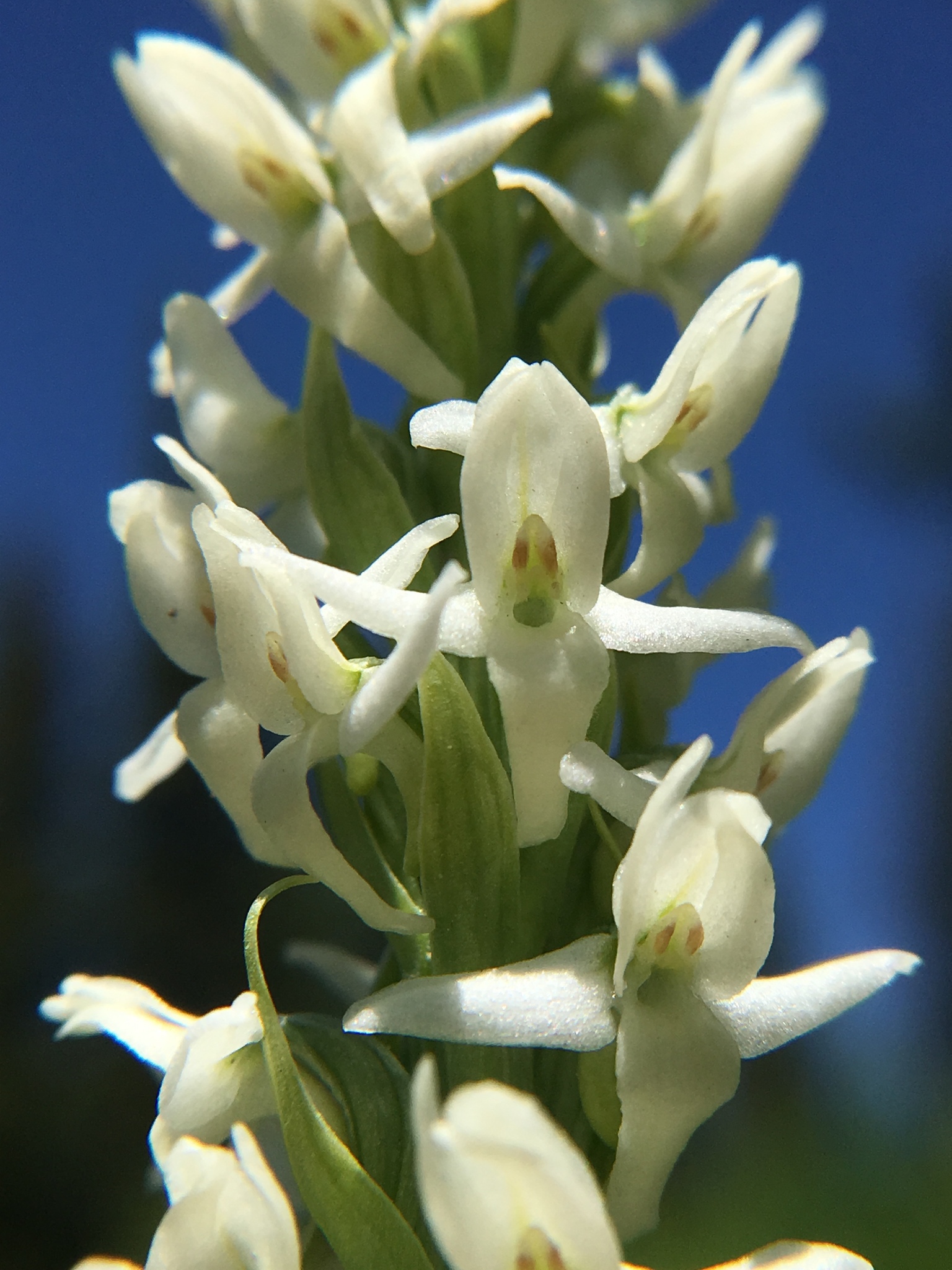 Platanthera dilatata var. albiflora