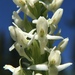 Tall White Bog Orchid - Photo (c) thecaiman1, some rights reserved (CC BY-NC), uploaded by thecaiman1