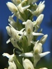 Tall White Bog Orchid - Photo (c) thecaiman1, some rights reserved (CC BY-NC), uploaded by thecaiman1