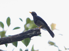 Turdus flavipes