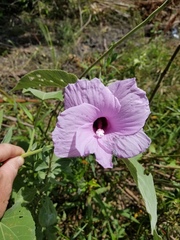 Hibiscus striatus lambertianus
