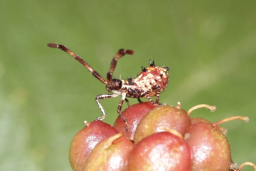 Arkliarūgštinė kampuotblakė nuotrauka