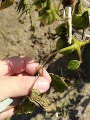 Phytophthora infestans