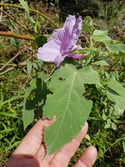 Hibiscus striatus lambertianus