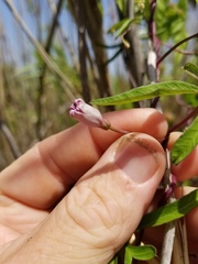 Ipomoea heptaphylla