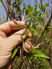 Ipomoea heptaphylla